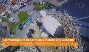 Moselle : une webcam pour suivre la vie d'un couple de cigognes en direct