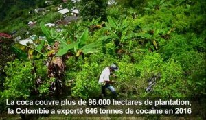 Colombie: quitter l'illégalité de la coca, pétrole de la guerre