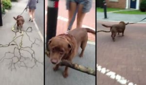 Un chien ramène un super bâton à la maison