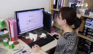 Japon: la vie de chat de bureau