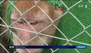 Mesure sanitaire : 165 singes euthanasiés dans les Landes
