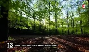 Nature : à la découverte des arbres