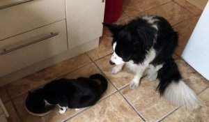 Ce chat empêche un chien de manger.. Qui c'est le boss !!