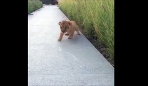 Ce bébé lion a le rugissement le plus adorable qui soit... RRRrrrrrr