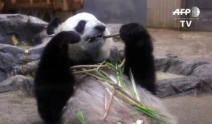 Japon : espoirs de bébé panda géant après un rare accouplement