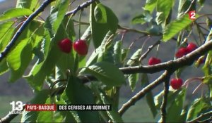 Pays- Basque : la cerise fait sa rentrée