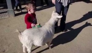 Enfant vs Pet de chèvre