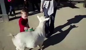 Un enfant effrayé par un pet d'une chèvre