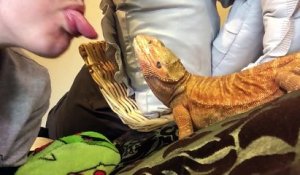 Ce Chat Tire La Langue En Dormant Sur Orange Videos