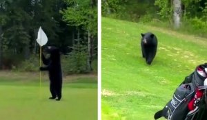 Un ours interrompt une partie de golf