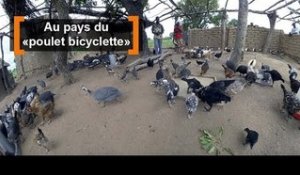 Burkina Faso : Au pays du "poulet bicyclette"