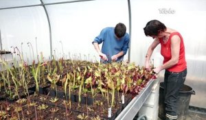 Plénée-Jugon (22) Alan, autiste, a créé sa pépinière de plantes carnivores
