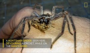 Cette araignée géante mange un criquet dans la main de son "maitre"