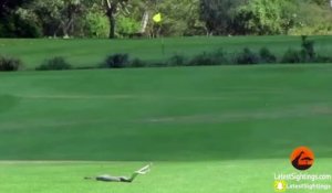 2 serpents Black Mamba se battent sur un parcours de Golf !