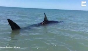 Ce touriste tombe sur un requin blessé en bord de plage