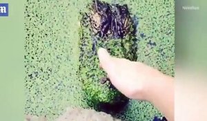 Un homme voulait toucher un alligator et il a failli perdre sa main