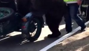 Cet ours adore faire de la moto... Dingue
