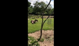 Une girafe se fait agresser par une antilope