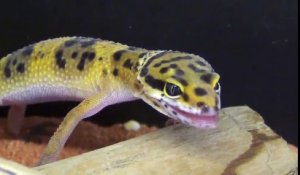 Un petit Gecko léopard qui a peur d'une mouche lance un bruit de crissement aigu