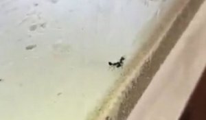 Sacrifice de fourmi