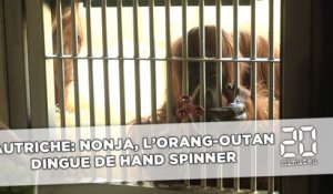 Autriche: Nonja, l'orang-outan dingue de hand spinner