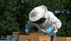 Apiculture: Des ruches sur le toit d'un supermarché (Vendée)