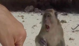 Les singes ne sont pas forcément tous gentils !