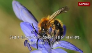 Le biomimétisme selon Idriss Aberkane #20 : la protection des espèces