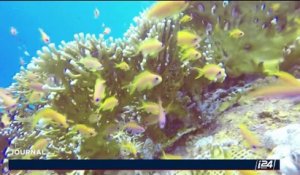 Les coraux d’Eilat résistent au changement climatique