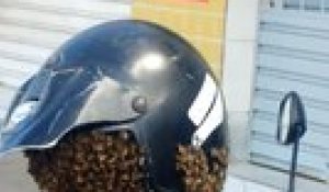 Un motard découvre un essaim d’abeilles dans son casque au Brésil