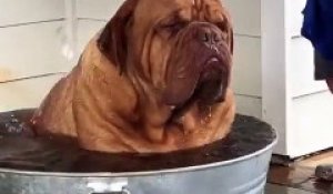 Cet énorme chien prend un bain sous la canicule !