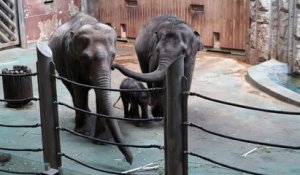Le zoo de Moscou accueille le bébé éléphant Filimon