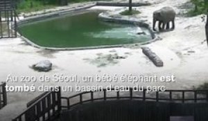 Un éléphanteau sauvé de la noyade par deux éléphants adultes