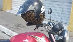 Son casque est infecté d'abeilles, ce motard se retrouve piéger en attendant les pompiers !