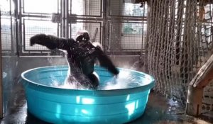 Un gorille danse sur « Maniac » pendant son bain