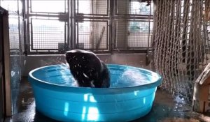 Ce gorille qui jubile en dansant dans sa piscine sur du Maniac va vous faire votre journée