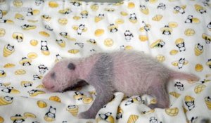"C'est une fille!": le zoo de Tokyo célèbre la naissance d'un bébé panda