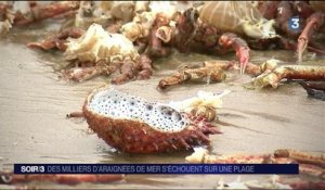 Côtes-d'Armor : des milliers d'araignées de mer s'échouent sur une plage