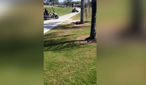 Des golfeurs croisent un alligator avec son repas du midi !