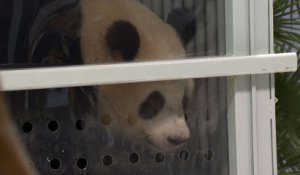 Les deux pandas "ambassadeurs" de Chine sont arrivés à Berlin