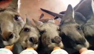 Ces bébé kangourous qui boivent leur biberons vont faire votre journée! Adorable