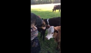 Un chien veut manger du veau