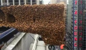 New York: Times Square envahi par des milliers d'abeilles