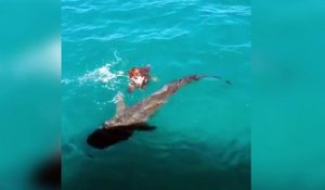 Une tortue a trouvé la parade pour ne pas se faire manger par un requin !