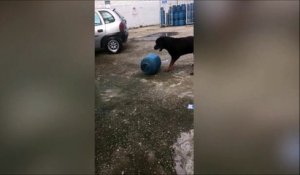 Ce chien joue avec une grosse bouteille de gaz... Gros chien, gros jouet!