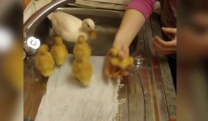 Ces poussins adorables vont prendre bain pour la premiere fois dans l'évier