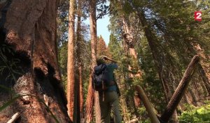 Sauver les sequoias, victimes du réchauffement climatique