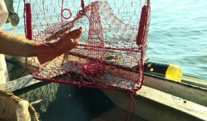 USA: les crabes bleus soutiennent l'économie du Maryland