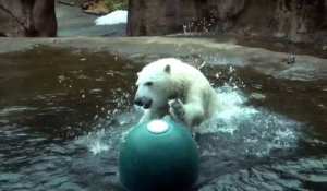 Ce bébé ours blanc s'entraîne à plonger... en gros plats sur le ventre !