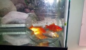 Ces poissons rouges ne profitent même pas de tout leur nouvel espace !